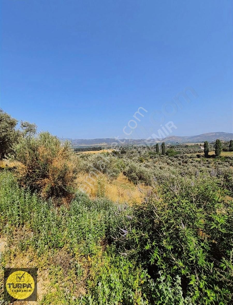 Turpa Taşdemirden Tire Küçükkale'de Satılık 22.559 M2 Zeytinlik - Görsel 26