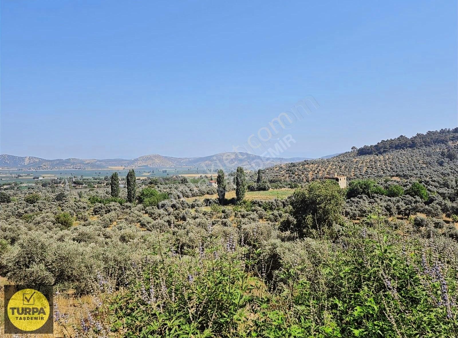 Turpa Taşdemirden Tire Küçükkale'de Satılık 22.559 M2 Zeytinlik - Görsel 29