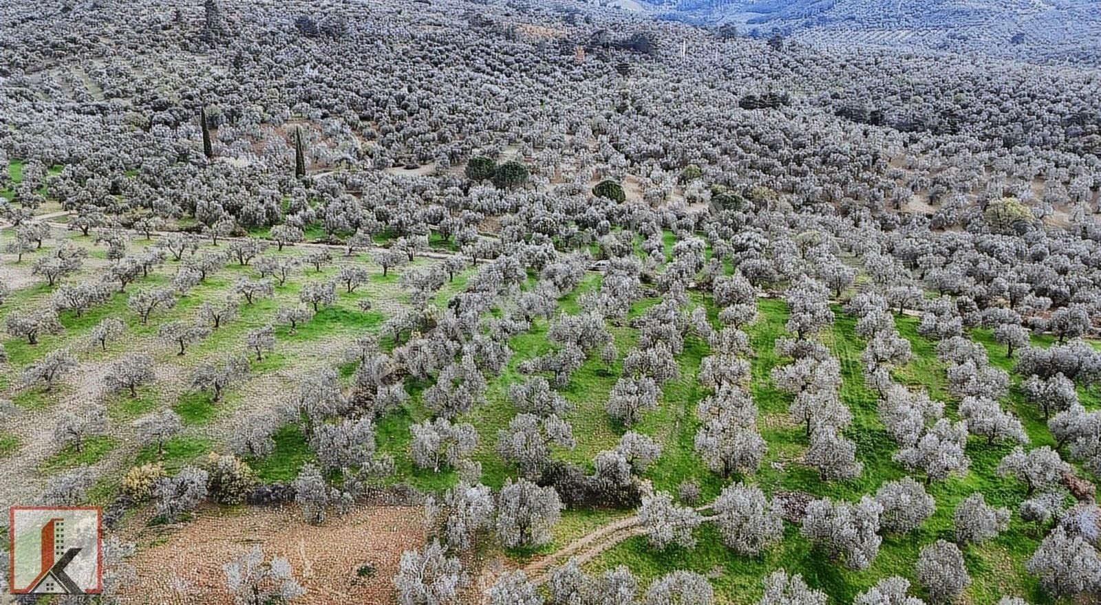 Koçerler'den Burhaniye Kızıklı Köyün'de 3034m2 Satılık Zeytinlik - Görsel 7