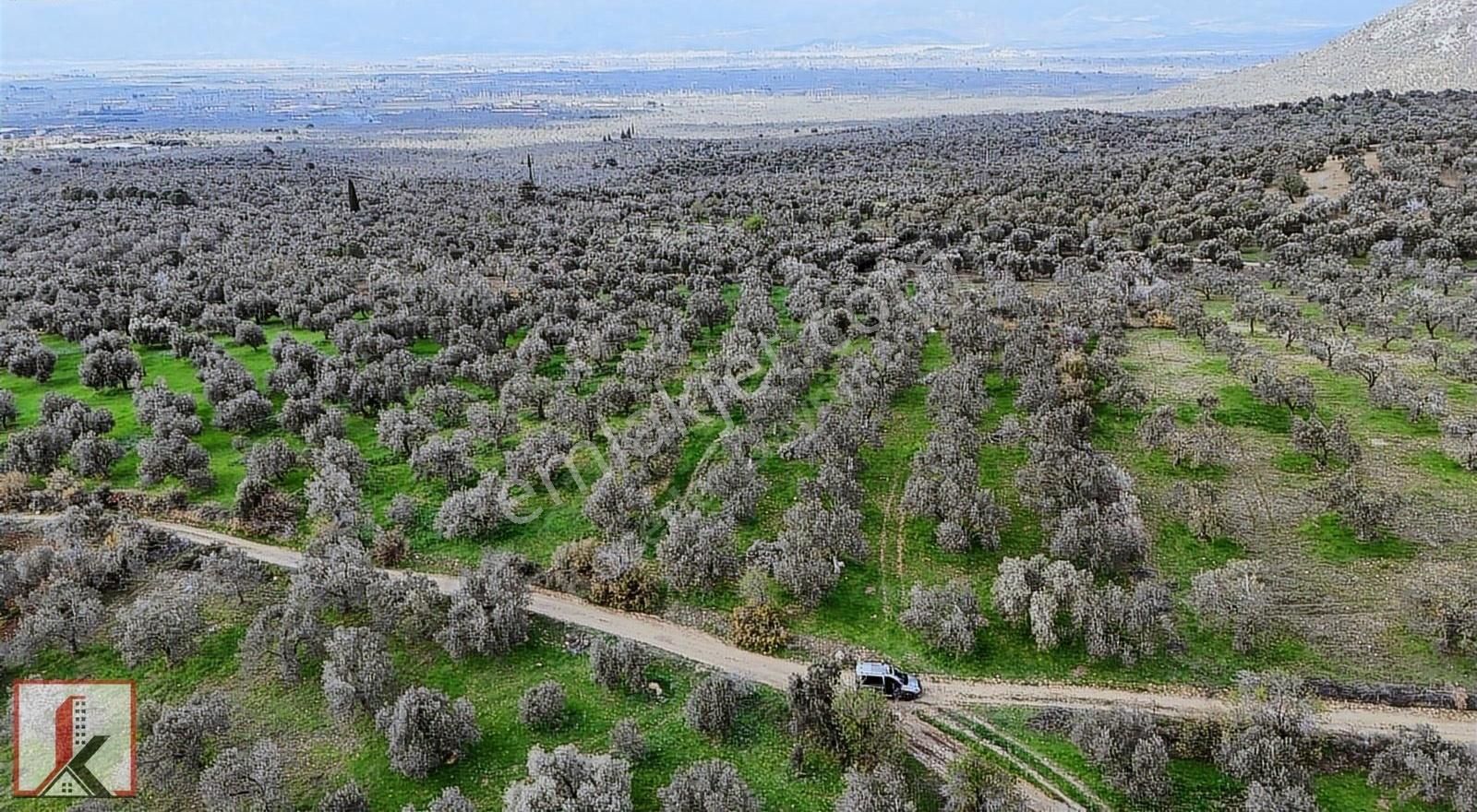 Koçerler'den Burhaniye Kızıklı Köyün'de 3034m2 Satılık Zeytinlik - Görsel 8