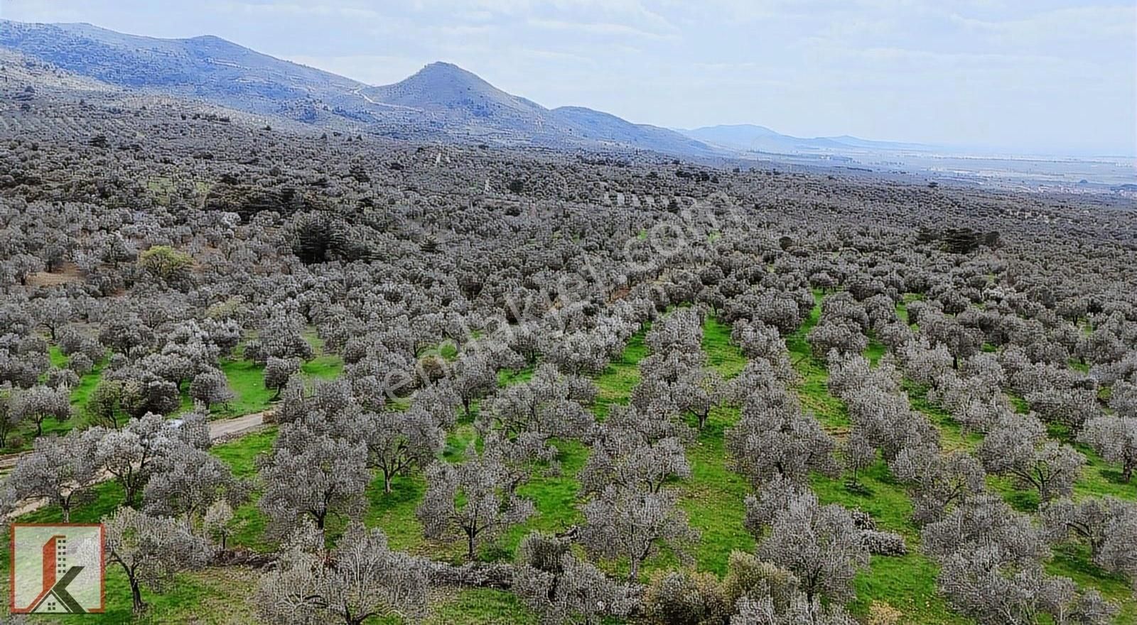 Koçerler'den Burhaniye Kızıklı Köyün'de 3034m2 Satılık Zeytinlik - Görsel 12