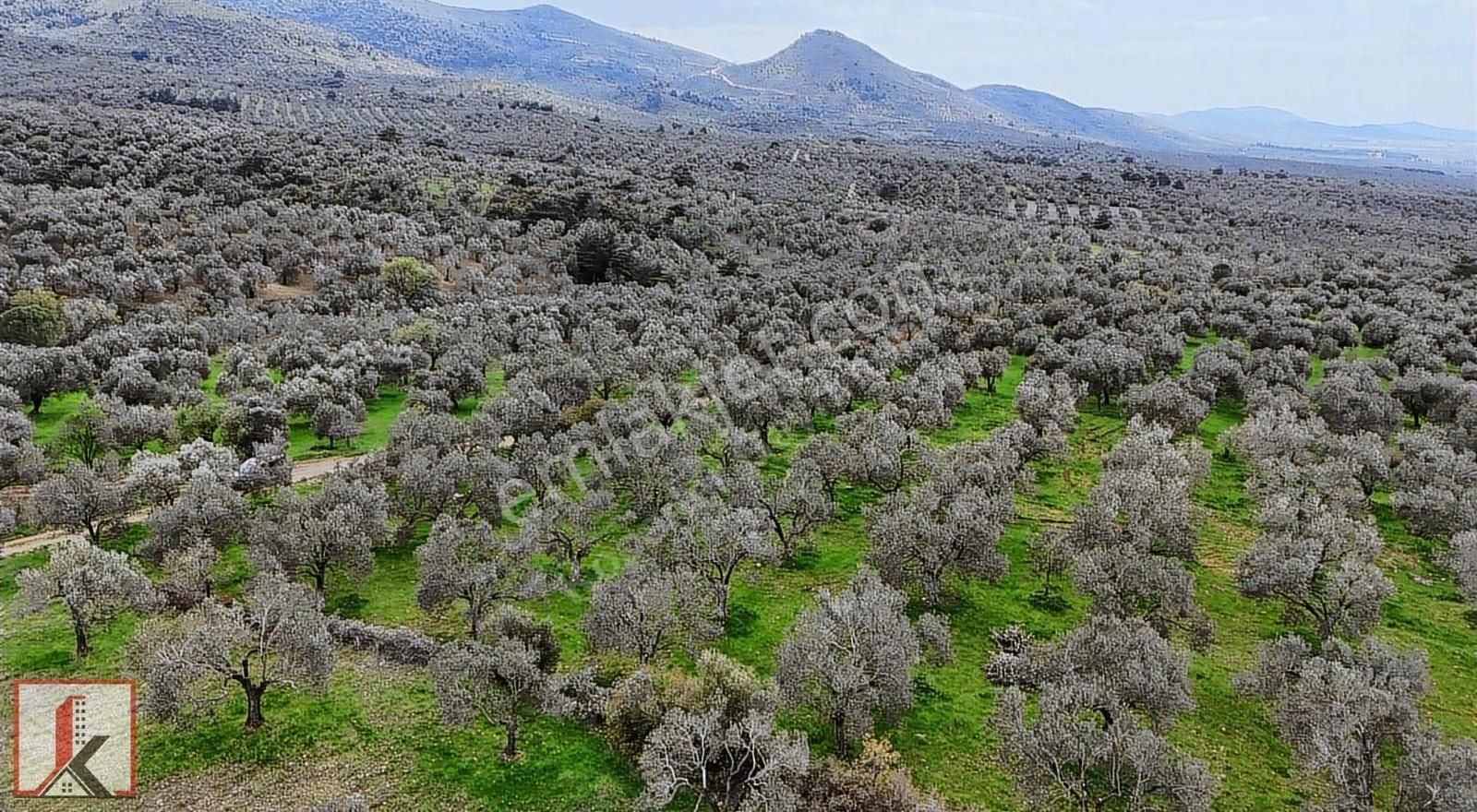 Koçerler'den Burhaniye Kızıklı Köyün'de 3034m2 Satılık Zeytinlik - Görsel 33
