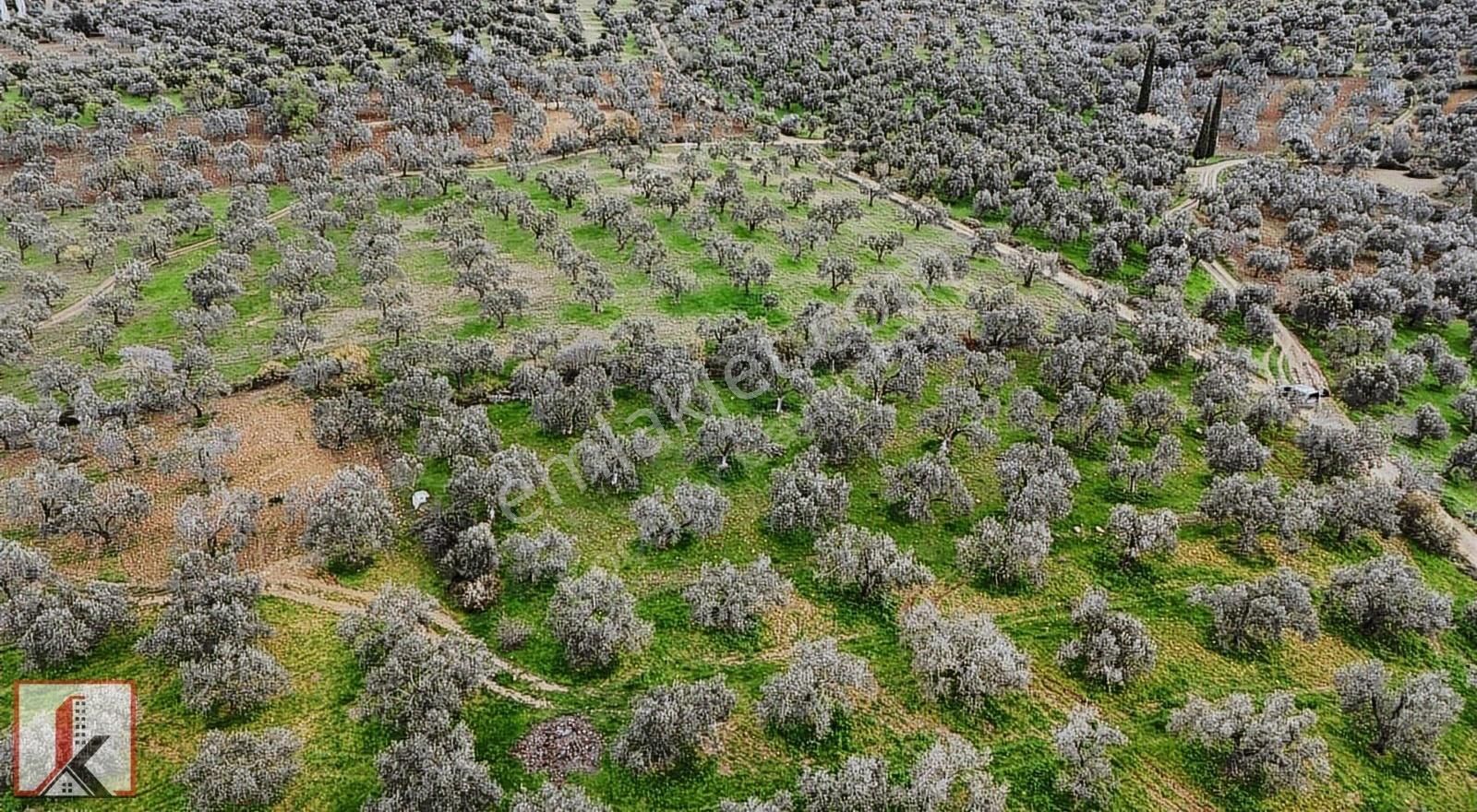 Koçerler'den Burhaniye Kızıklı Köyün'de 3034m2 Satılık Zeytinlik - Görsel 27
