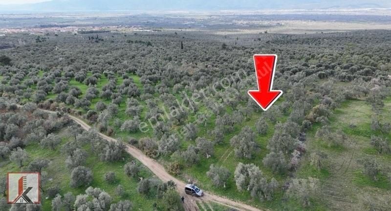 Koçerler'den Burhaniye Kızıklı Köyün'de 3034m2 Satılık Zeytinlik - Görsel 3