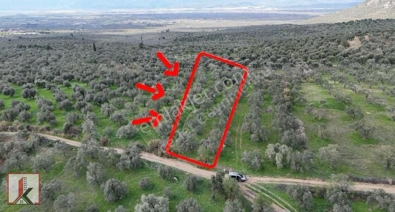 Koçerler'den Burhaniye Kızıklı Köyün'de 3034m2 Satılık Zeytinlik - Görsel 5