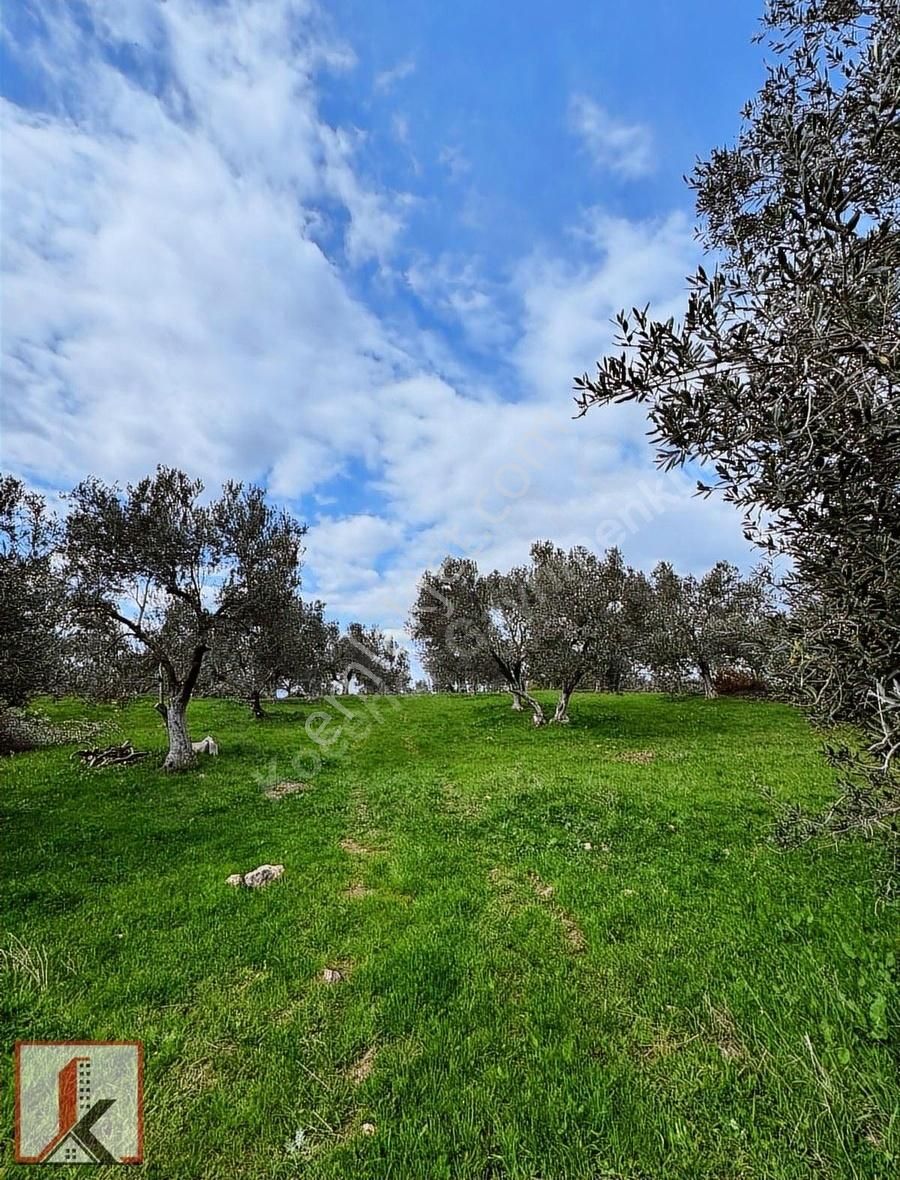 Koçerler'den Burhaniye Kızıklı Köyün'de 3034m2 Satılık Zeytinlik - Görsel 14