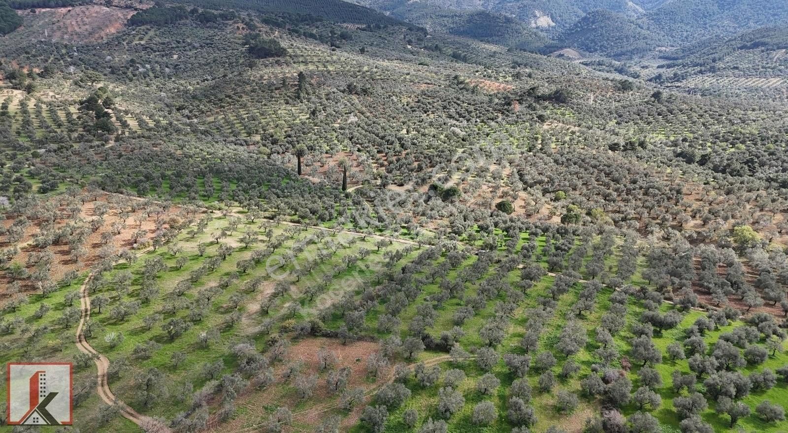 Koçerler'den Burhaniye Kızıklı Köyün'de 3034m2 Satılık Zeytinlik - Görsel 22