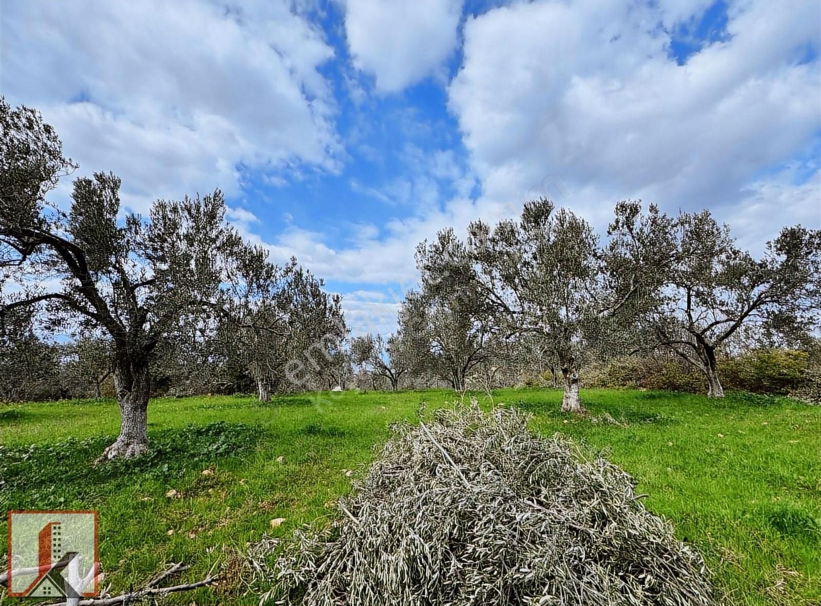 Koçerler'den Burhaniye Kızıklı Köyün'de 3034m2 Satılık Zeytinlik - Görsel 35