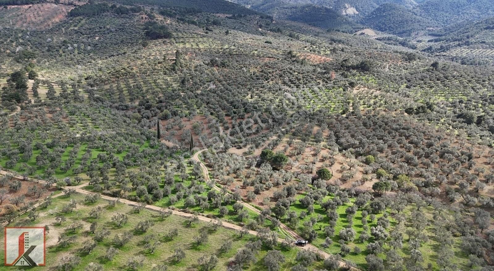 Koçerler'den Burhaniye Kızıklı Köyün'de 3034m2 Satılık Zeytinlik - Görsel 18