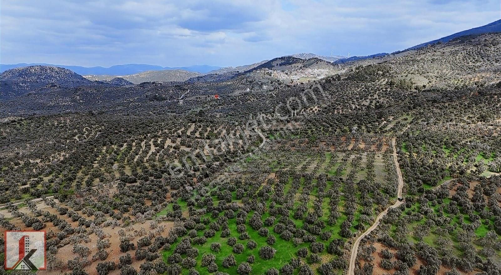 Koçerler'den Burhaniye Kızıklı Köyün'de 3034m2 Satılık Zeytinlik - Görsel 17