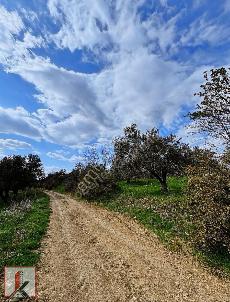 Koçerler'den Burhaniye Kızıklı Köyün'de 3034m2 Satılık Zeytinlik - Görsel 20