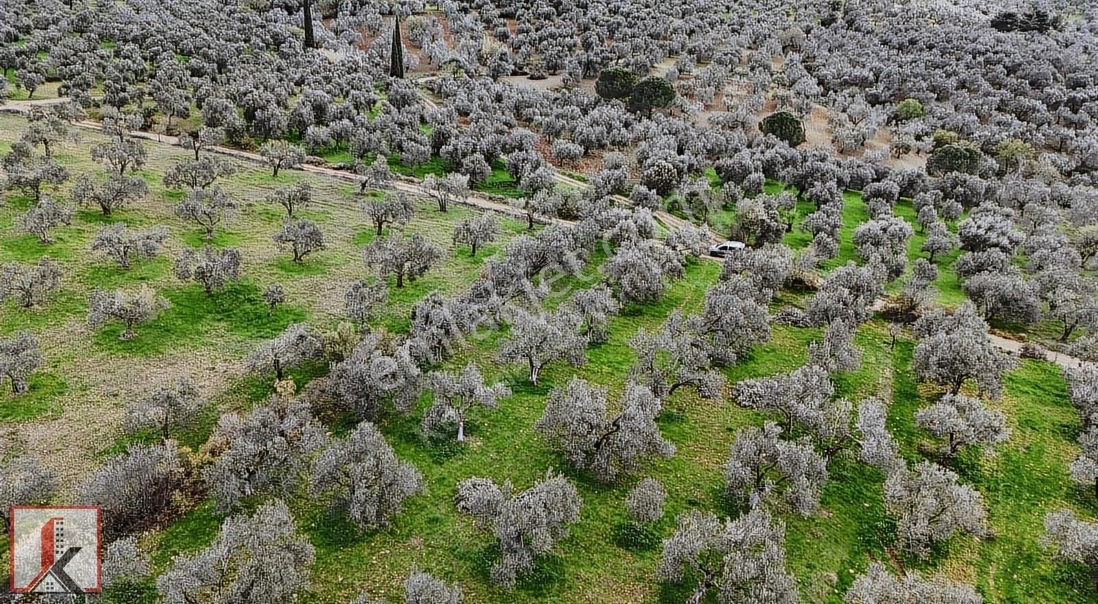 Koçerler'den Burhaniye Kızıklı Köyün'de 3034m2 Satılık Zeytinlik - Görsel 24