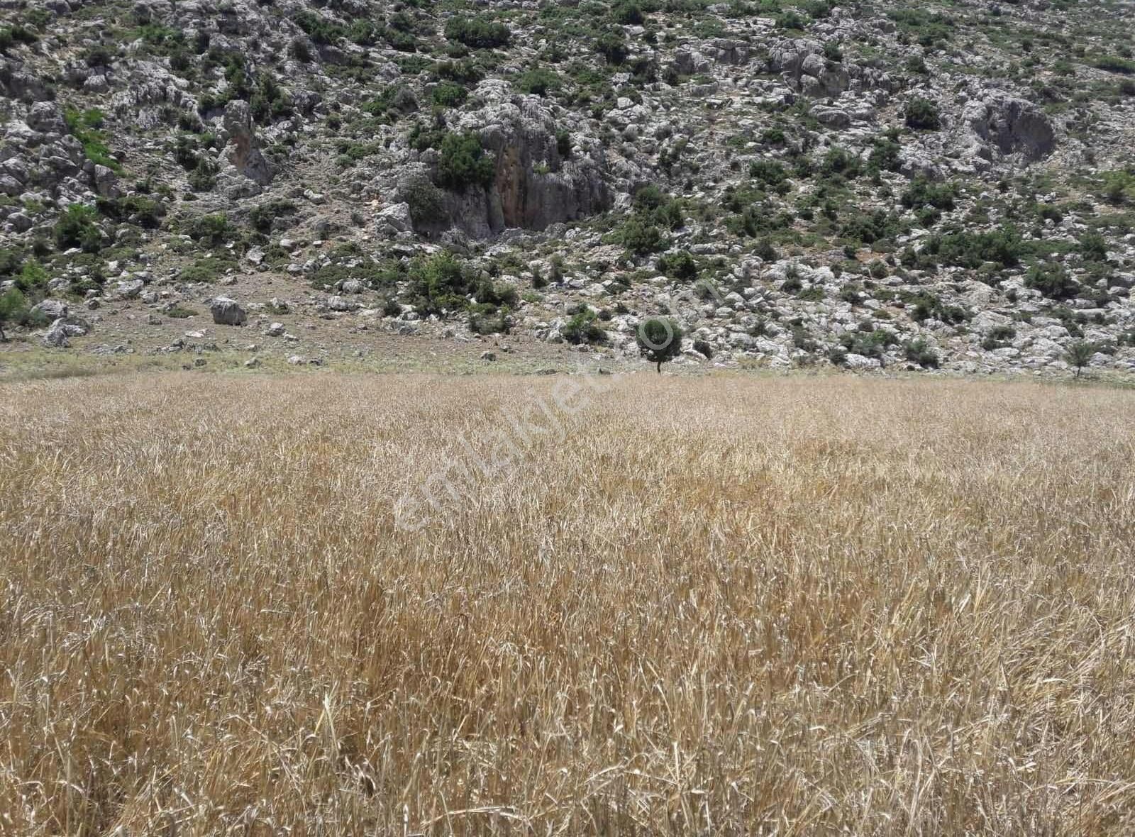 Burdur Bucak Karaalilerde Satılık Arazi - Görsel 4