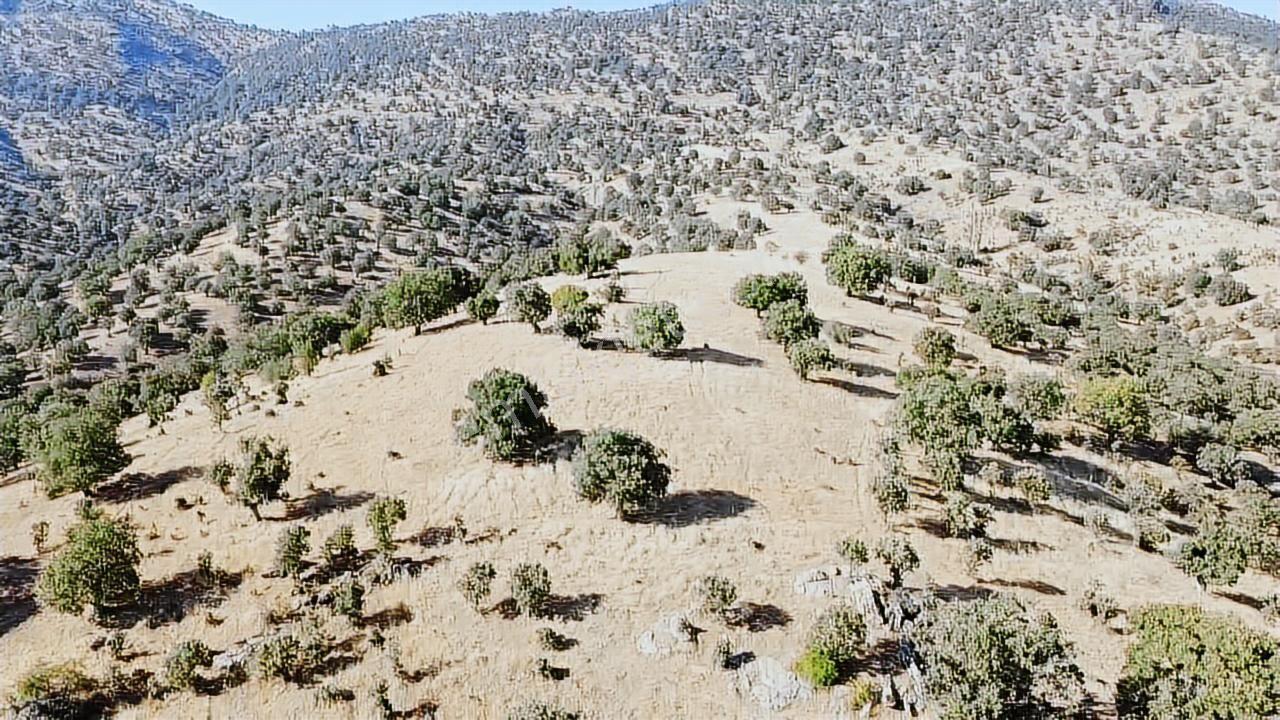 Uşak Eşme Davutlar Mah. 44.400 M2 Tarla Elektrik Suyu Yolu Var - Görsel 4
