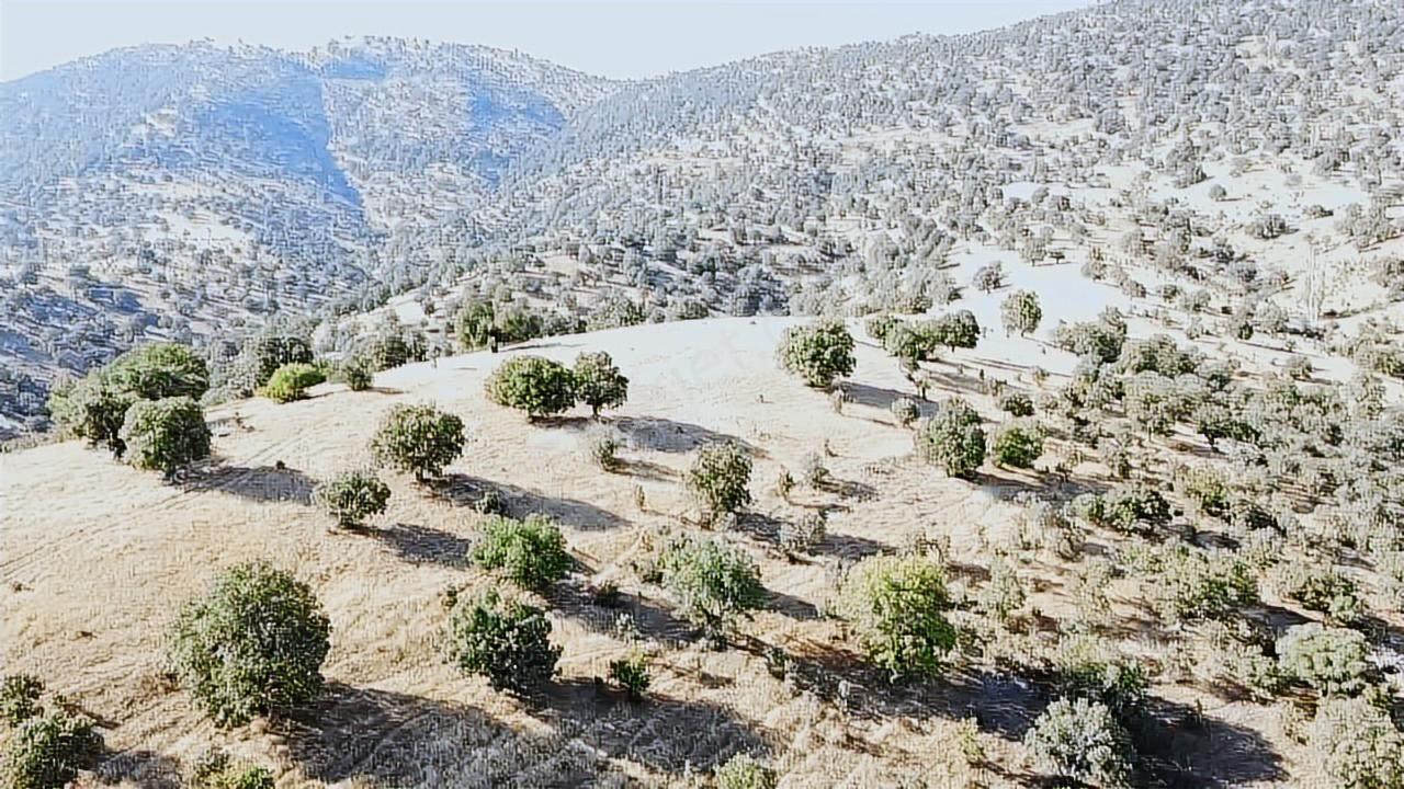 Uşak Eşme Davutlar Mah. 44.400 M2 Tarla Elektrik Suyu Yolu Var - Görsel 3