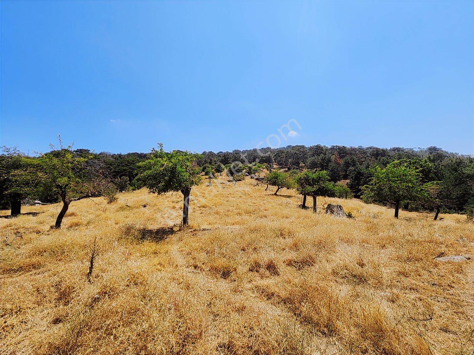 Aydın Nazilli Uzunçam Mah. 16.868 M2 Meyve Bahçesi Suyu Vardır - Görsel 9