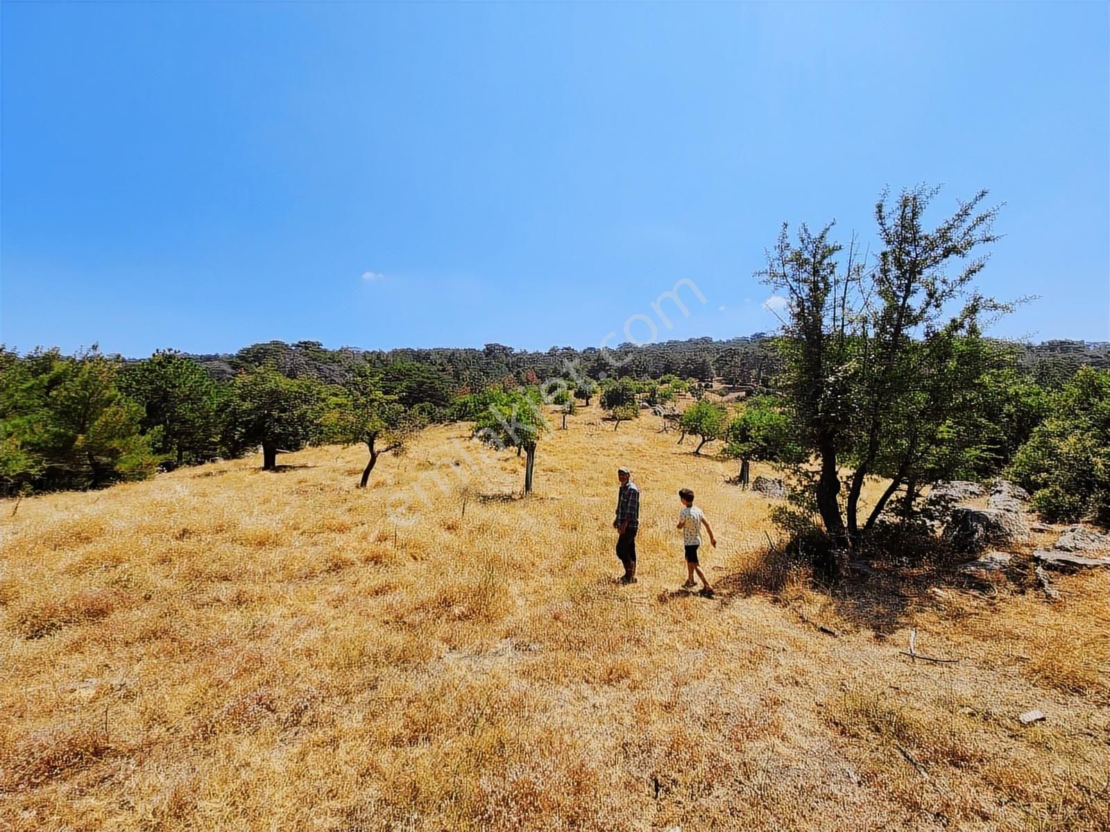 Aydın Nazilli Uzunçam Mah. 16.868 M2 Meyve Bahçesi Suyu Vardır - Görsel 17