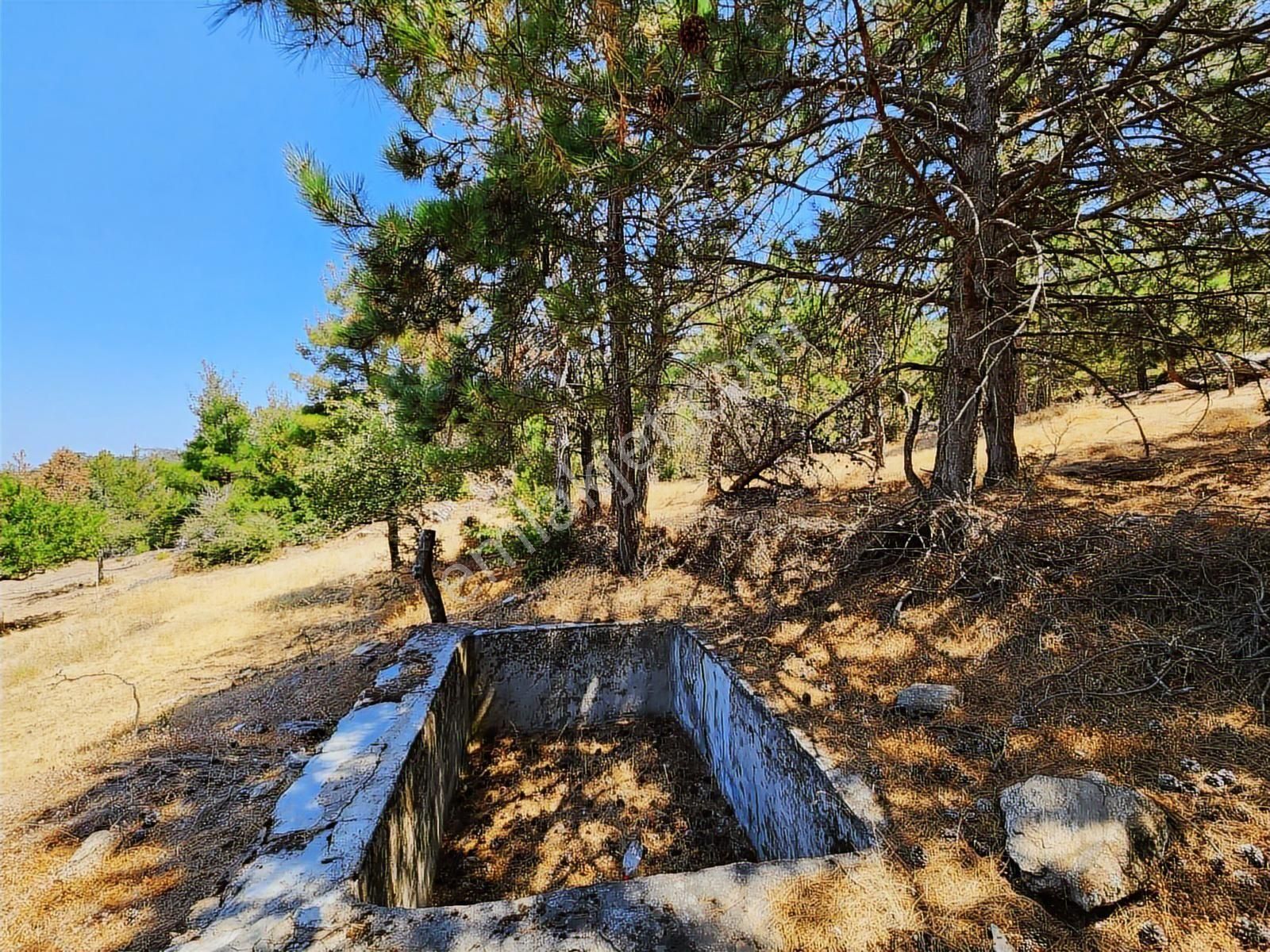 Aydın Nazilli Uzunçam Mah. 16.868 M2 Meyve Bahçesi Suyu Vardır - Görsel 6