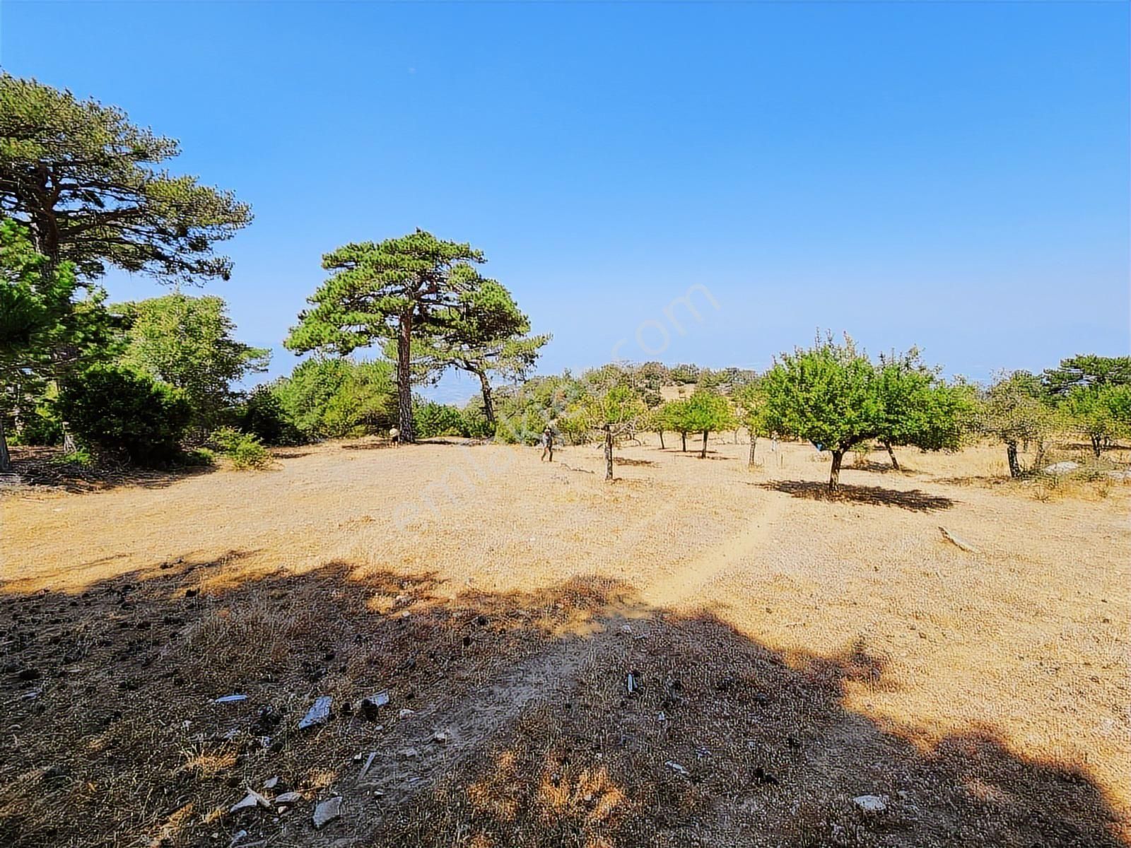 Aydın Nazilli Uzunçam Mah. 16.868 M2 Meyve Bahçesi Suyu Vardır - Görsel 11