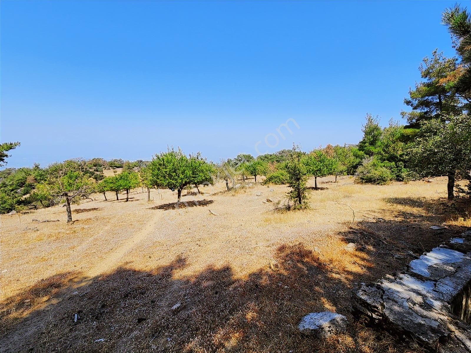 Aydın Nazilli Uzunçam Mah. 16.868 M2 Meyve Bahçesi Suyu Vardır - Görsel 3