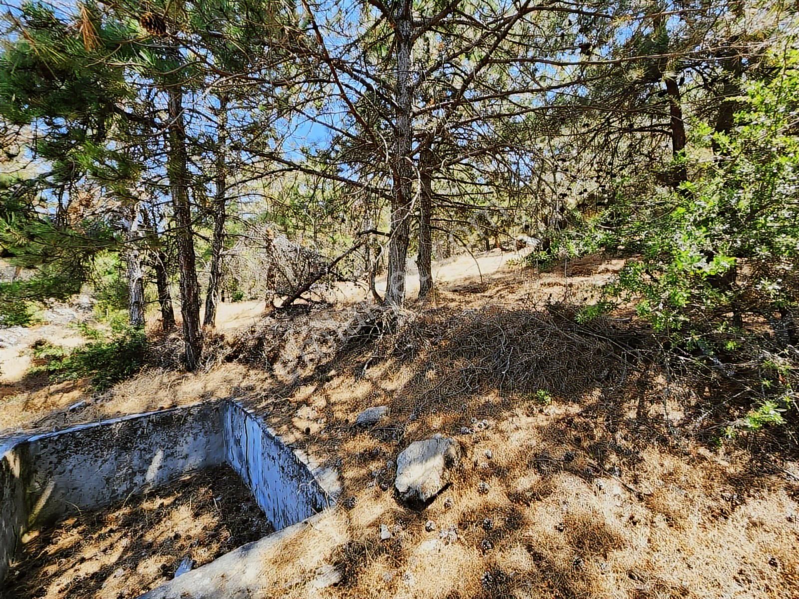 Aydın Nazilli Uzunçam Mah. 16.868 M2 Meyve Bahçesi Suyu Vardır - Görsel 26