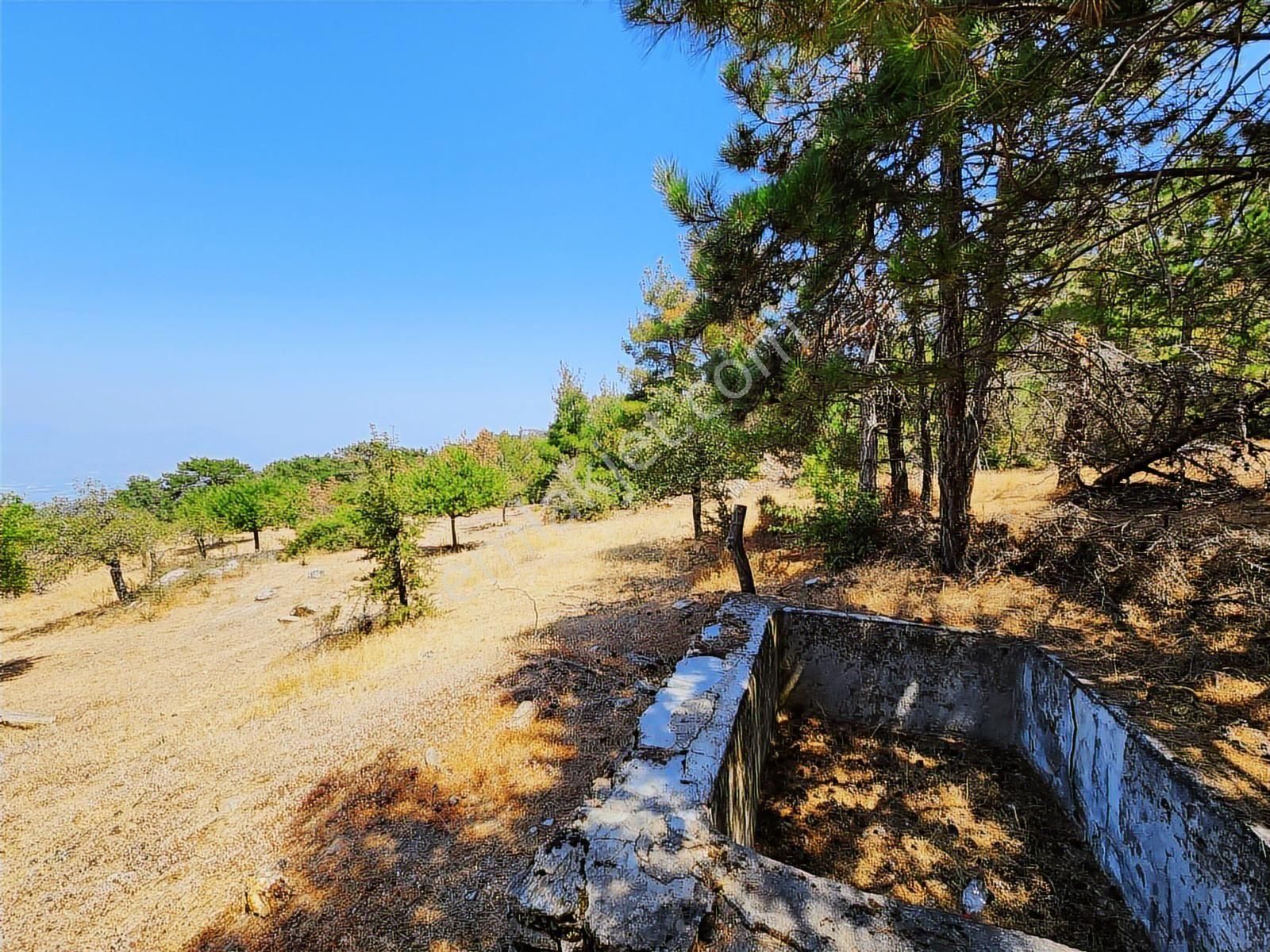 Aydın Nazilli Uzunçam Mah. 16.868 M2 Meyve Bahçesi Suyu Vardır - Görsel 30