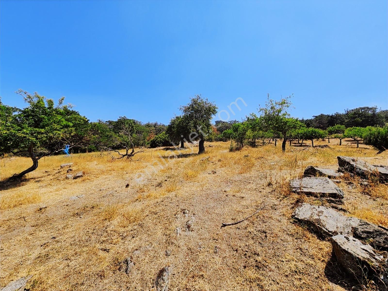 Aydın Nazilli Uzunçam Mah. 16.868 M2 Meyve Bahçesi Suyu Vardır - Görsel 25