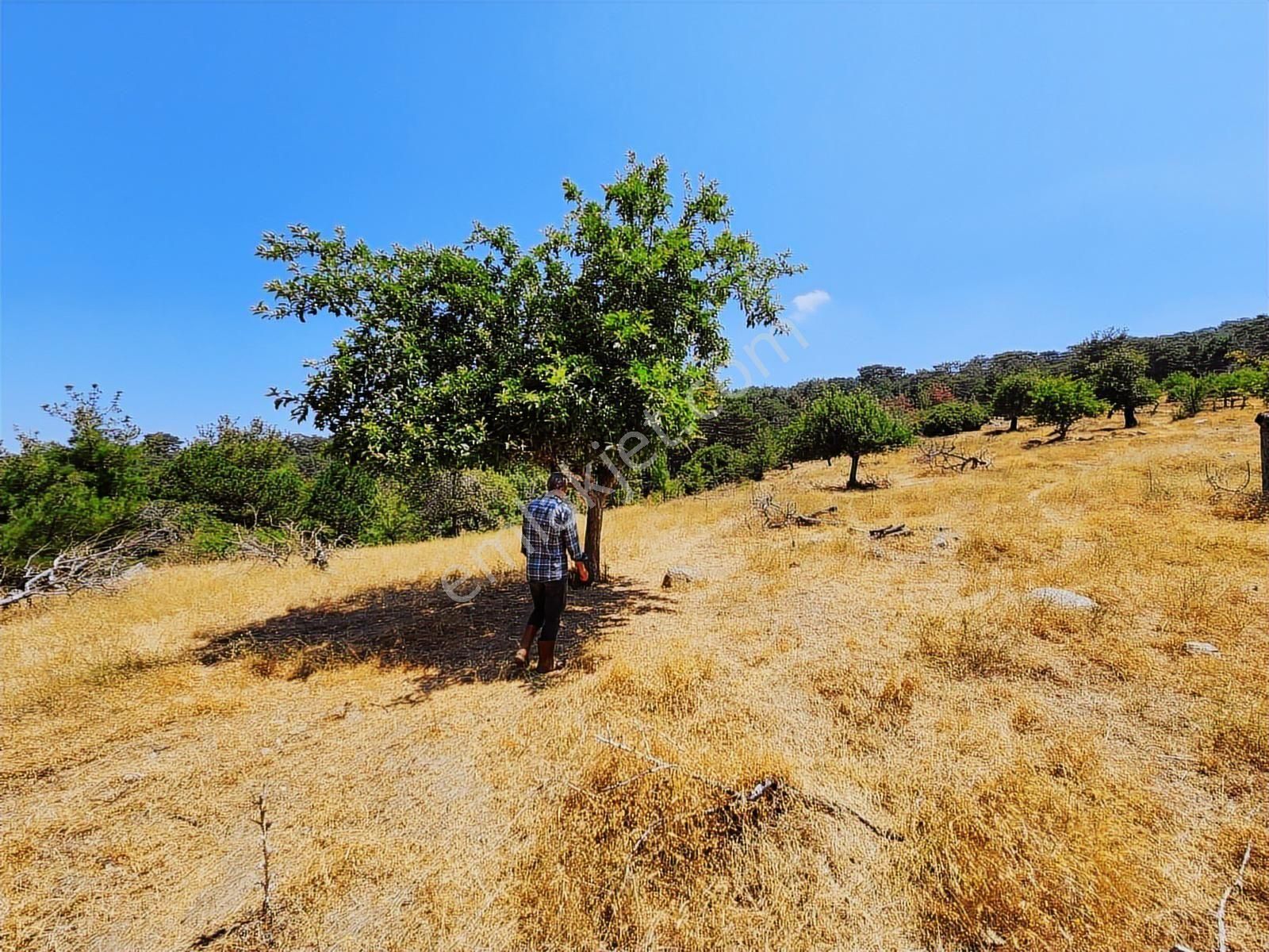 Aydın Nazilli Uzunçam Mah. 16.868 M2 Meyve Bahçesi Suyu Vardır