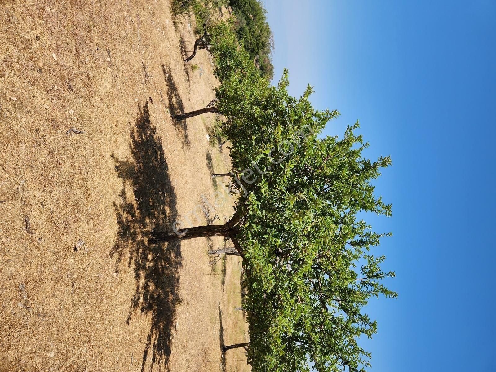 Aydın Nazilli Uzunçam Mah. 16.868 M2 Meyve Bahçesi Suyu Vardır - Görsel 20