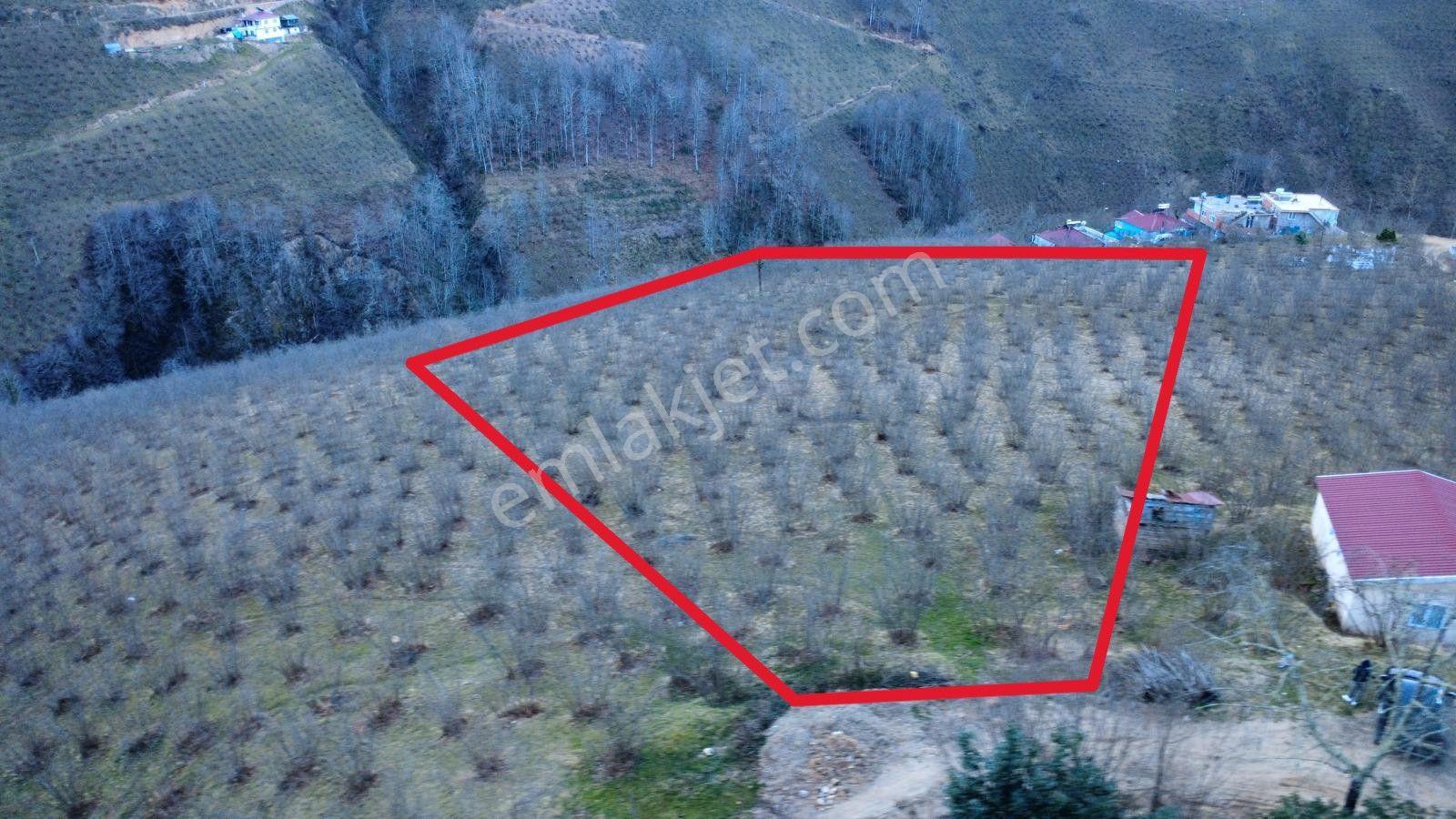 Ordu Gölköy'de Satılık Arazi - Görsel 5