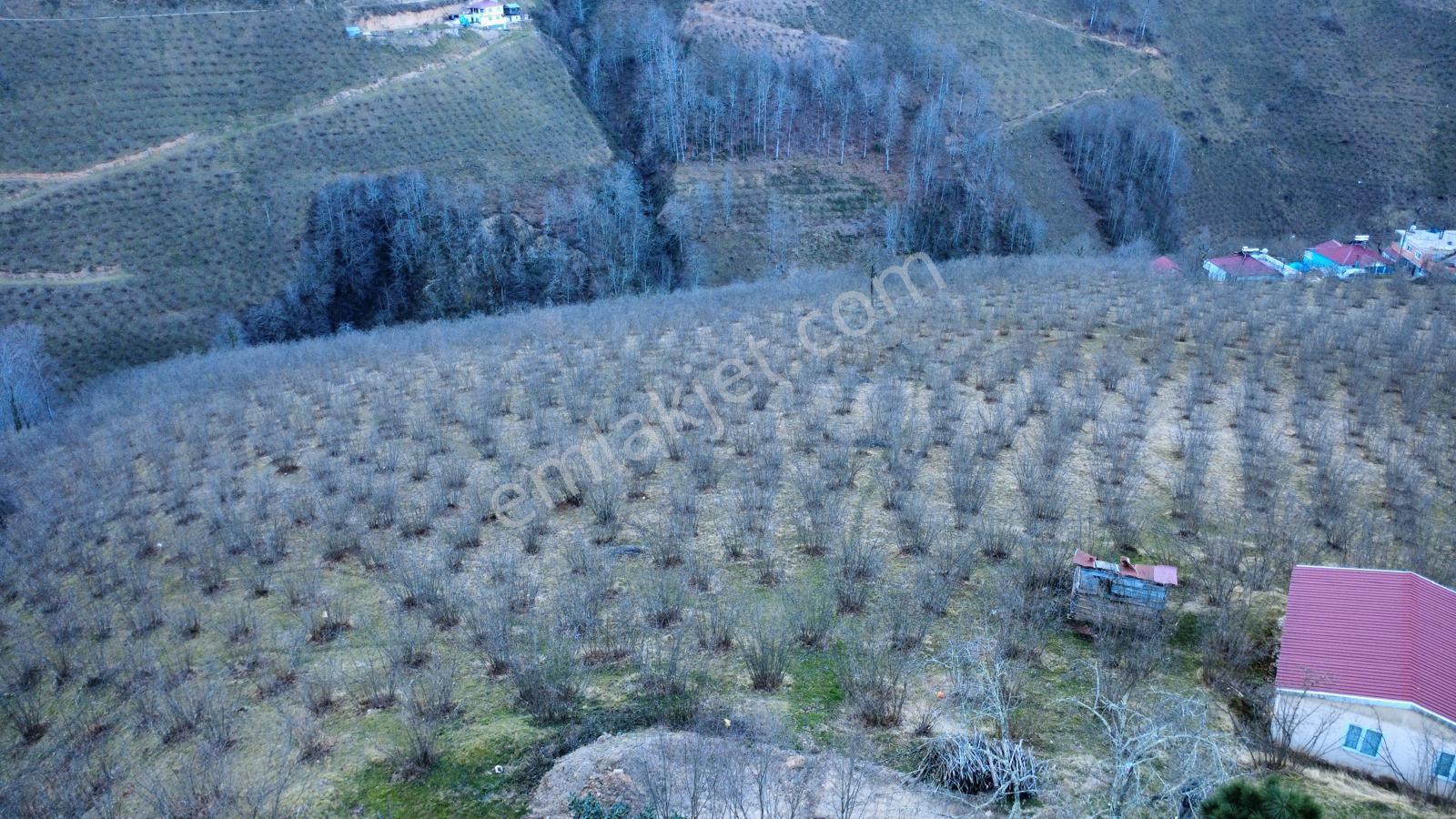 Ordu Gölköy'de Satılık Arazi - Görsel 11