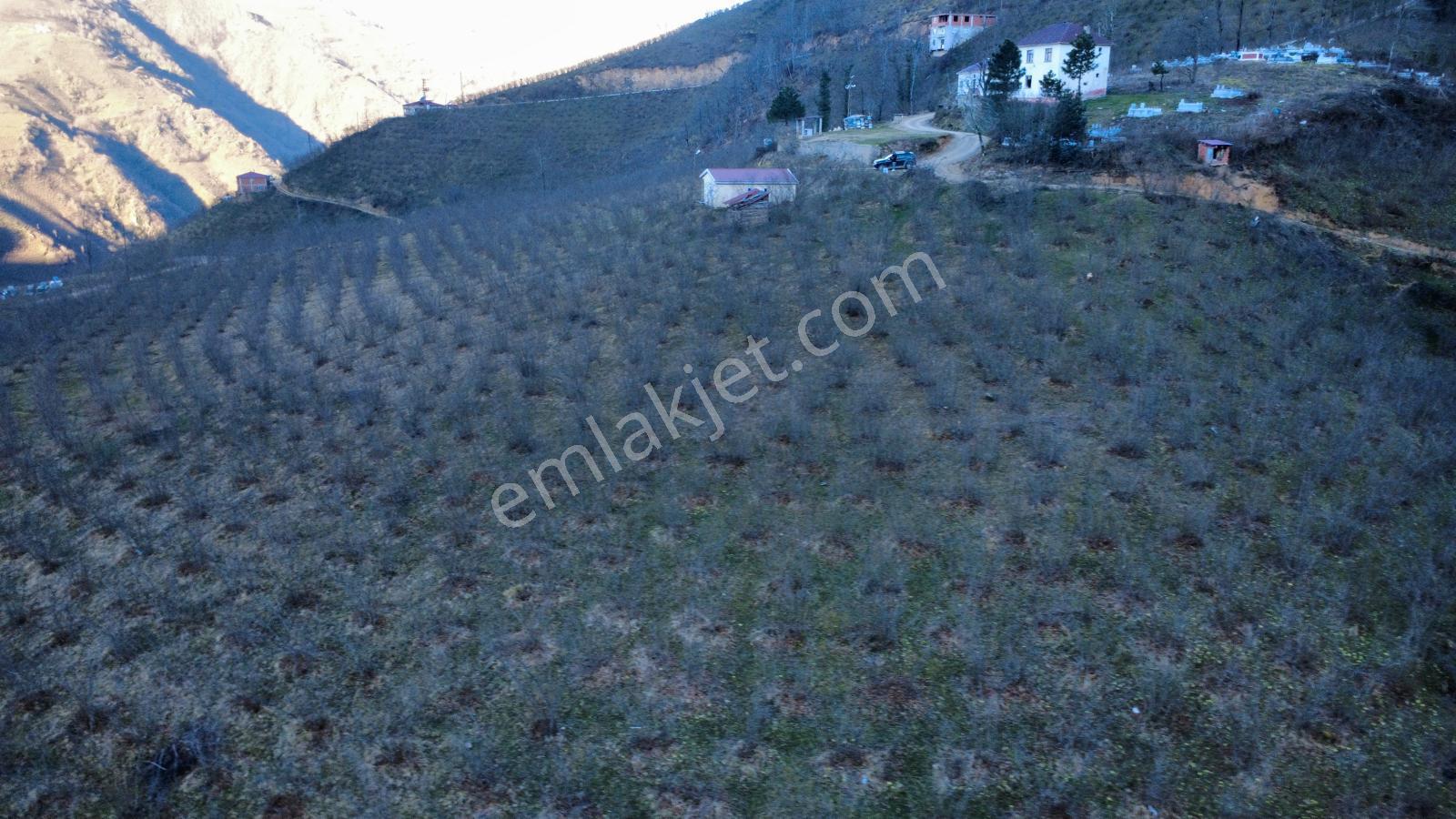 Ordu Gölköy'de Satılık Arazi - Görsel 25