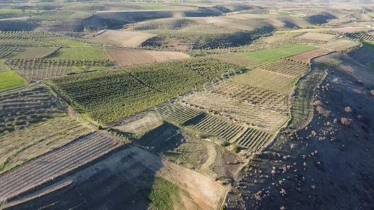 Gülpınar'da 30 Dönümü Zeytinlik 79.093 M2 Satılık Tarla - Görsel 15