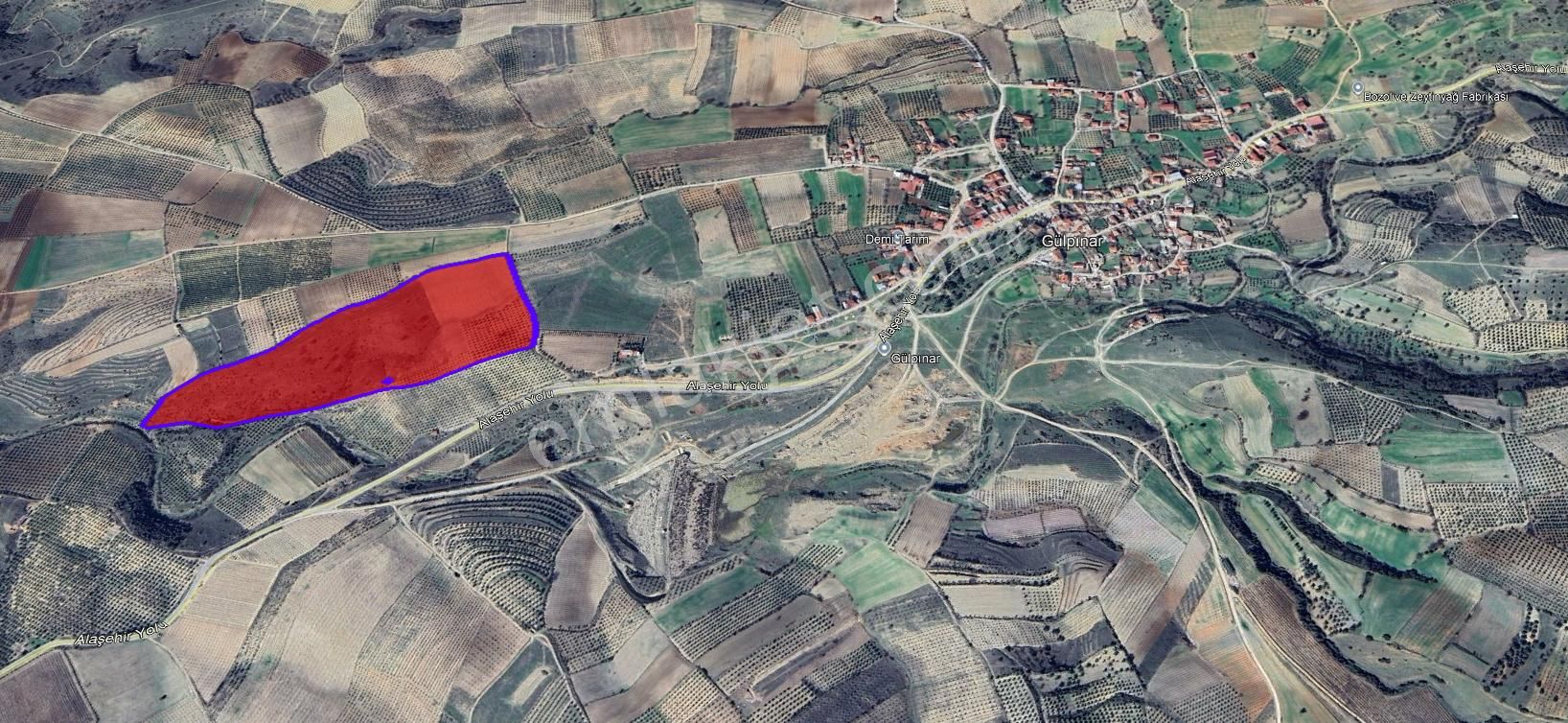 Gülpınar'da 30 Dönümü Zeytinlik 79.093 M2 Satılık Tarla - Görsel 6