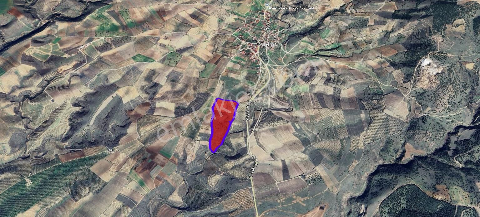 Gülpınar'da 30 Dönümü Zeytinlik 79.093 M2 Satılık Tarla - Görsel 4
