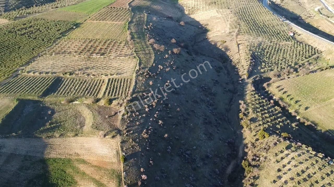 Gülpınar'da 30 Dönümü Zeytinlik 79.093 M2 Satılık Tarla - Görsel 12