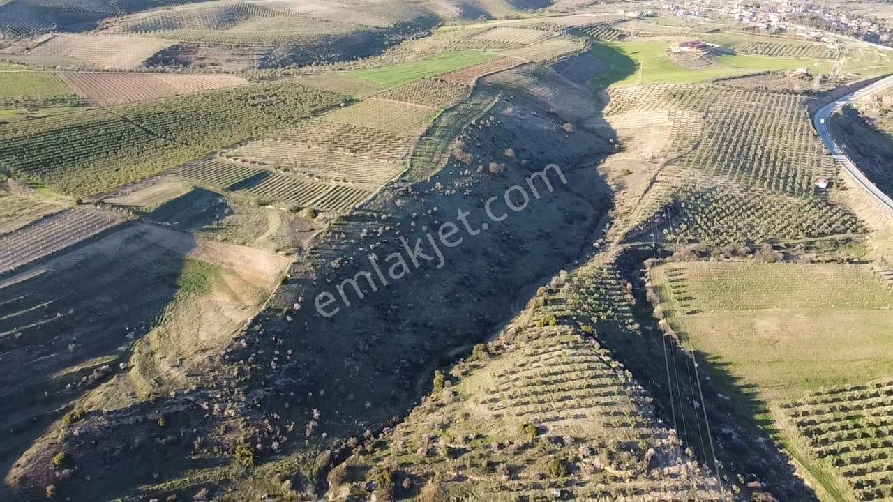 Gülpınar'da 30 Dönümü Zeytinlik 79.093 M2 Satılık Tarla - Görsel 13