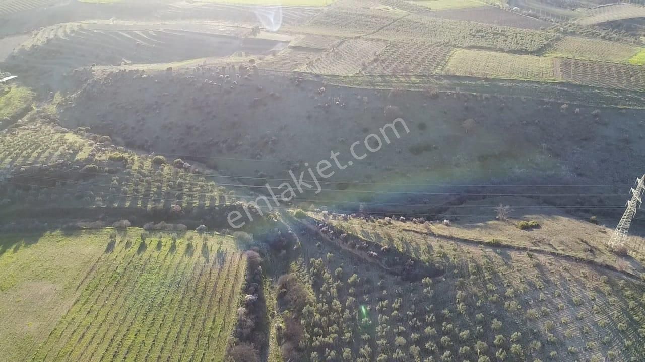 Gülpınar'da 30 Dönümü Zeytinlik 79.093 M2 Satılık Tarla - Görsel 19