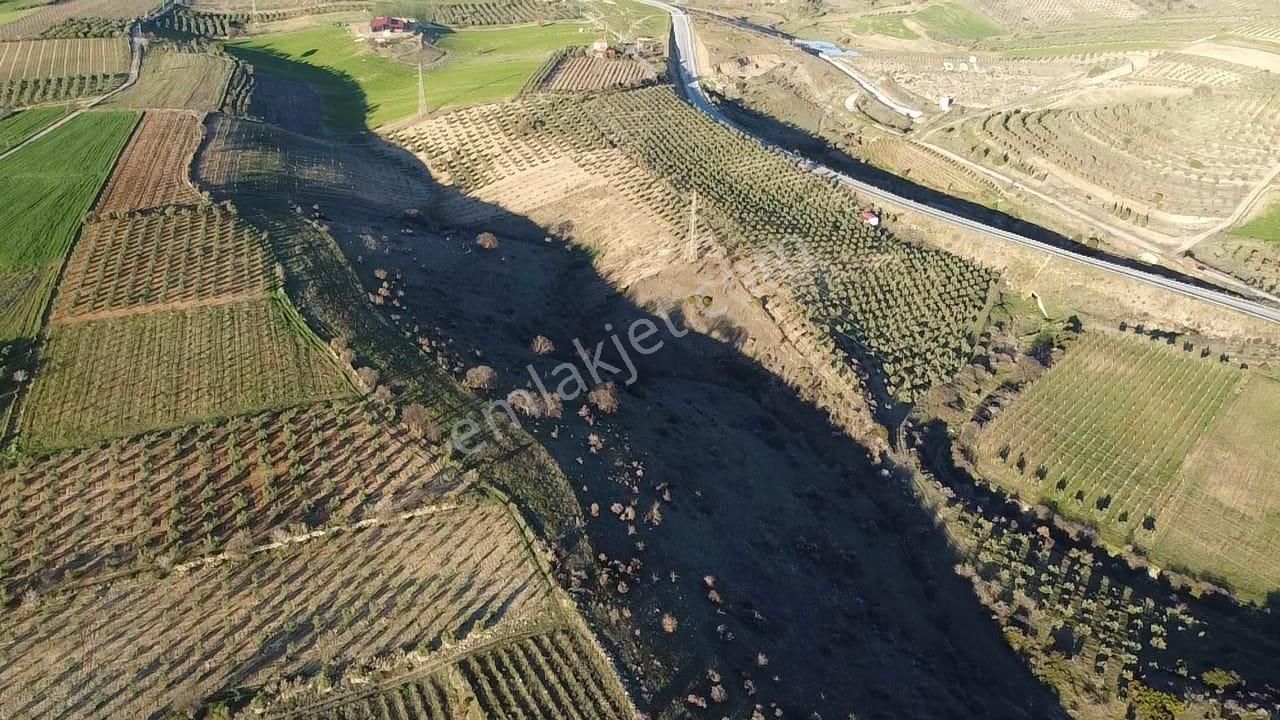 Gülpınar'da 30 Dönümü Zeytinlik 79.093 M2 Satılık Tarla - Görsel 9