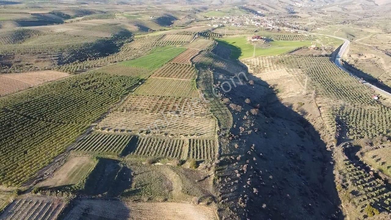 Gülpınar'da 30 Dönümü Zeytinlik 79.093 M2 Satılık Tarla - Görsel 23