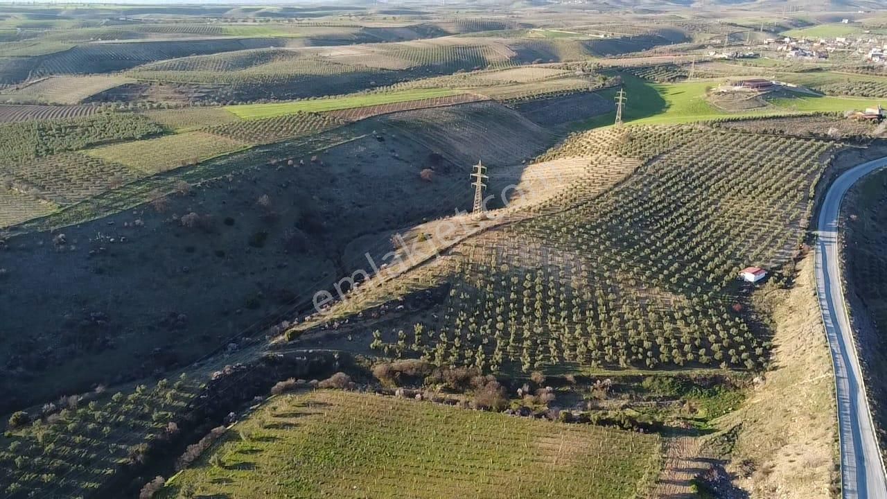 Gülpınar'da 30 Dönümü Zeytinlik 79.093 M2 Satılık Tarla - Görsel 32