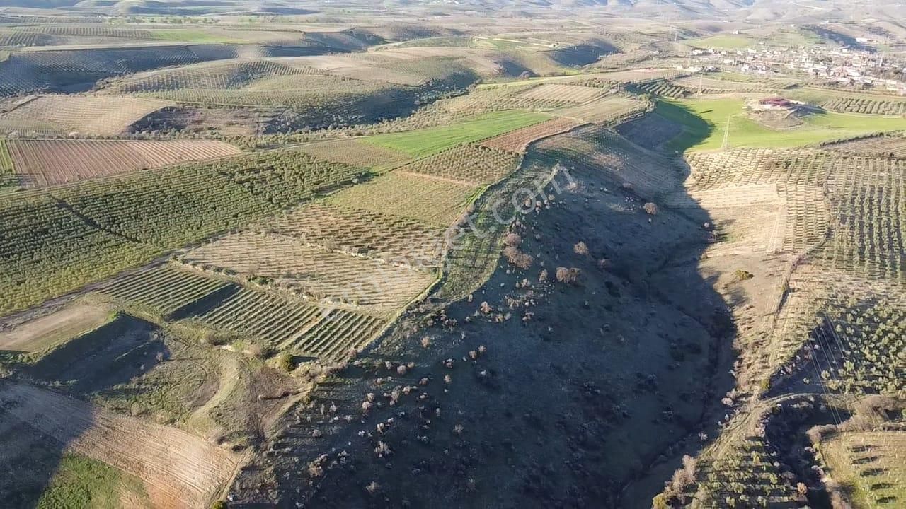 Gülpınar'da 30 Dönümü Zeytinlik 79.093 M2 Satılık Tarla - Görsel 14