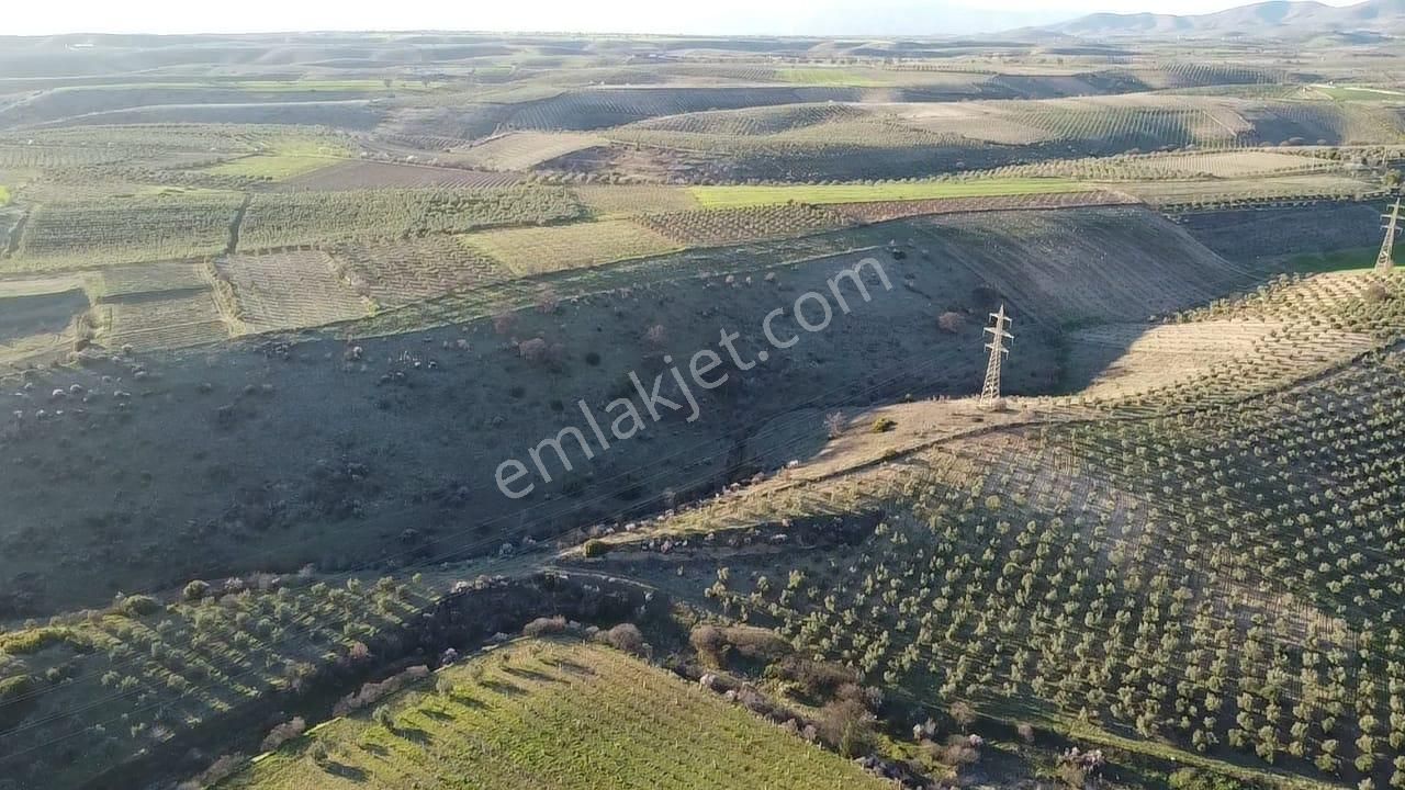 Gülpınar'da 30 Dönümü Zeytinlik 79.093 M2 Satılık Tarla - Görsel 17