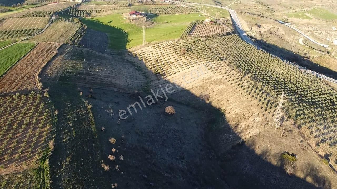 Gülpınar'da 30 Dönümü Zeytinlik 79.093 M2 Satılık Tarla - Görsel 29