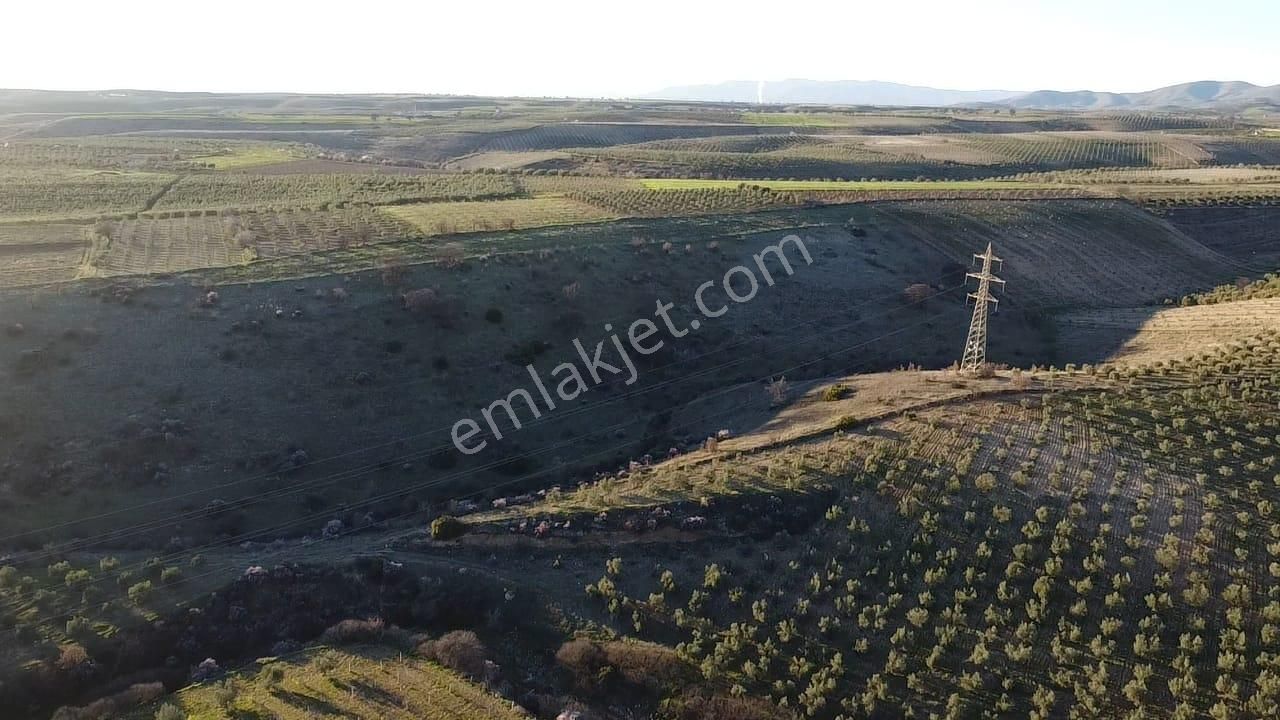 Gülpınar'da 30 Dönümü Zeytinlik 79.093 M2 Satılık Tarla