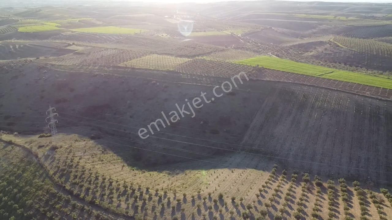 Gülpınar'da 30 Dönümü Zeytinlik 79.093 M2 Satılık Tarla - Görsel 26