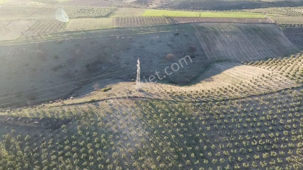 Gülpınar'da 30 Dönümü Zeytinlik 79.093 M2 Satılık Tarla - Görsel 30