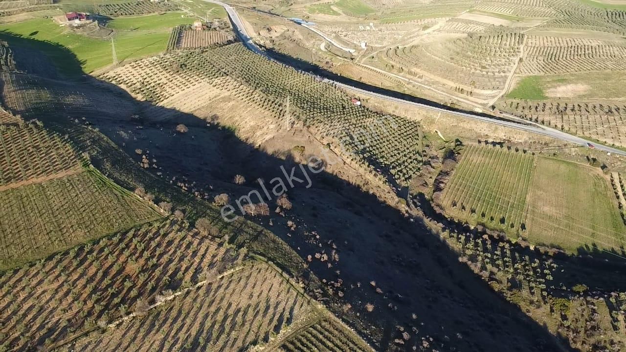 Gülpınar'da 30 Dönümü Zeytinlik 79.093 M2 Satılık Tarla - Görsel 28