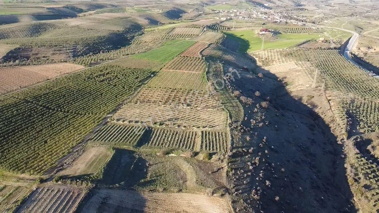 Gülpınar'da 30 Dönümü Zeytinlik 79.093 M2 Satılık Tarla - Görsel 31