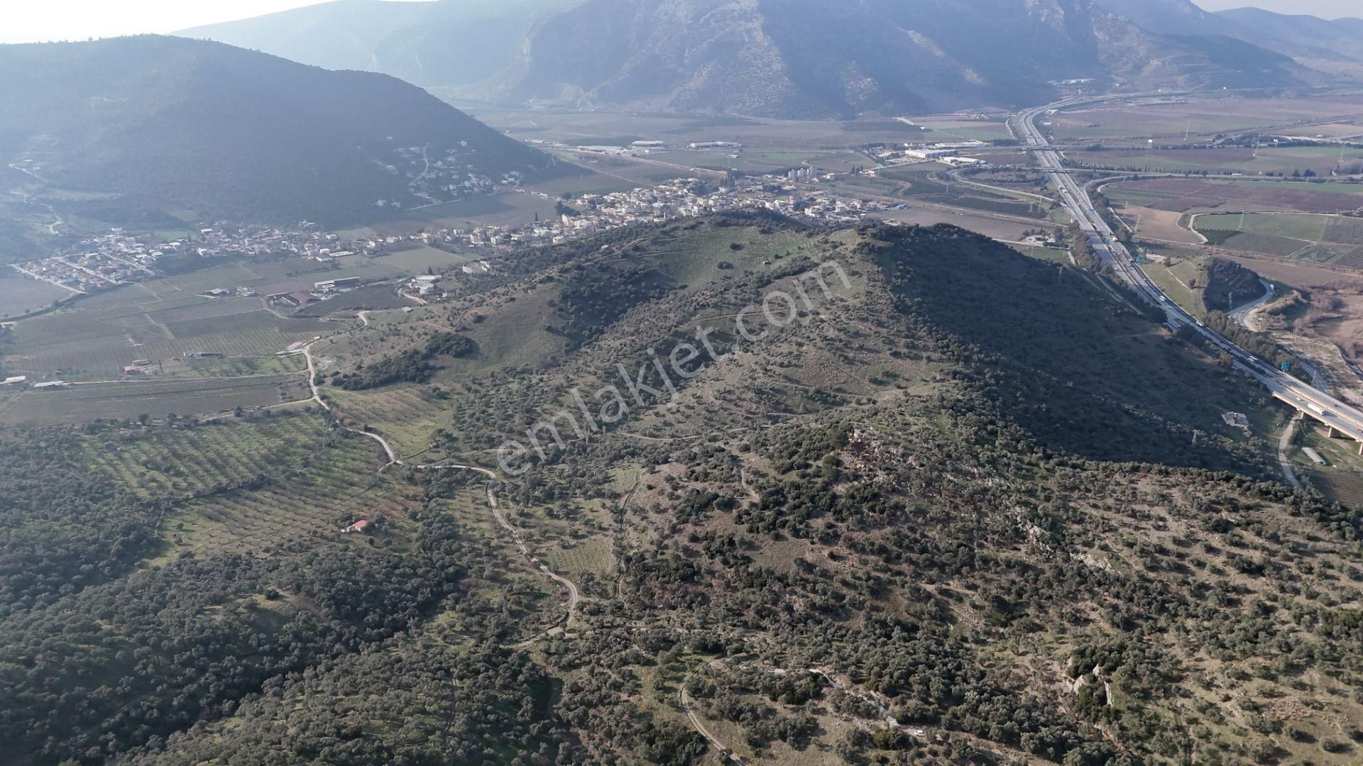 Belevi'de Satılık Müstakil Zeytinlik - 5151 M² - Araç Takaslı - Görsel 6